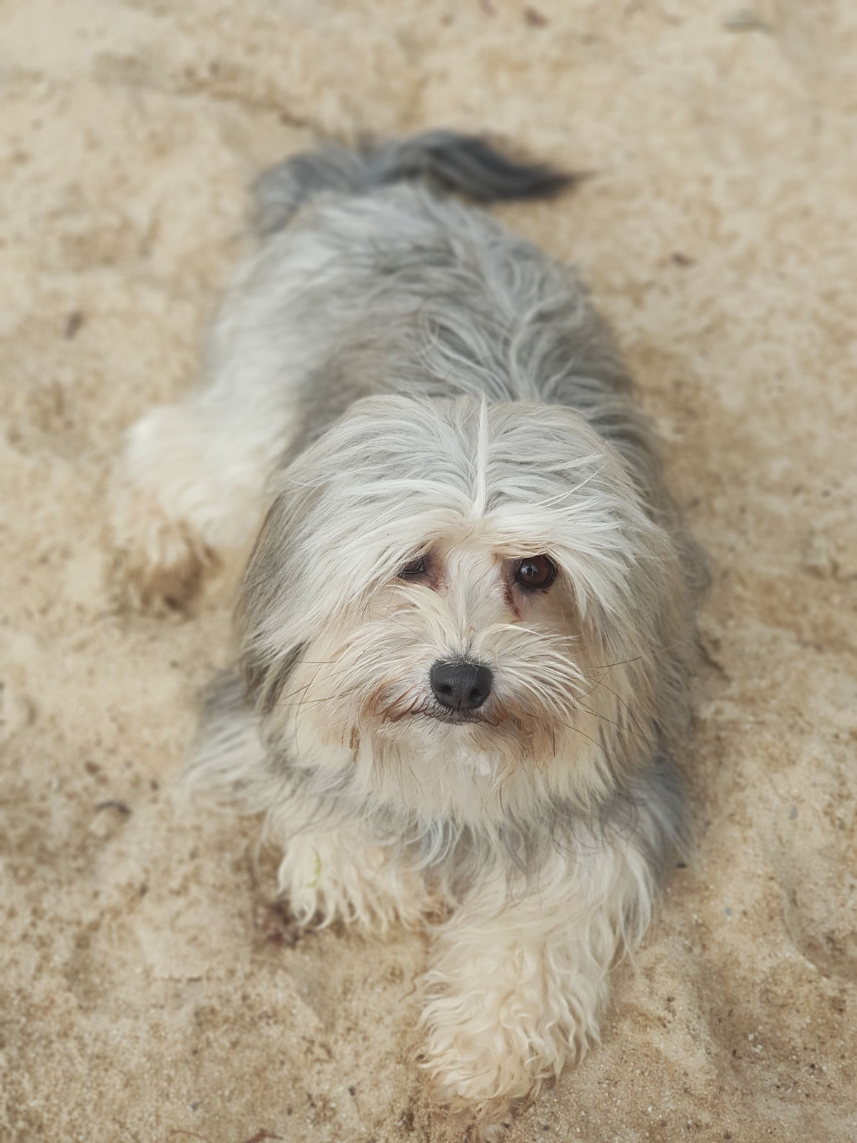 Grau-weisses Löwchen mit langem Deckhaar liegt im hellen Sand und schaut von unten in die Kamera.