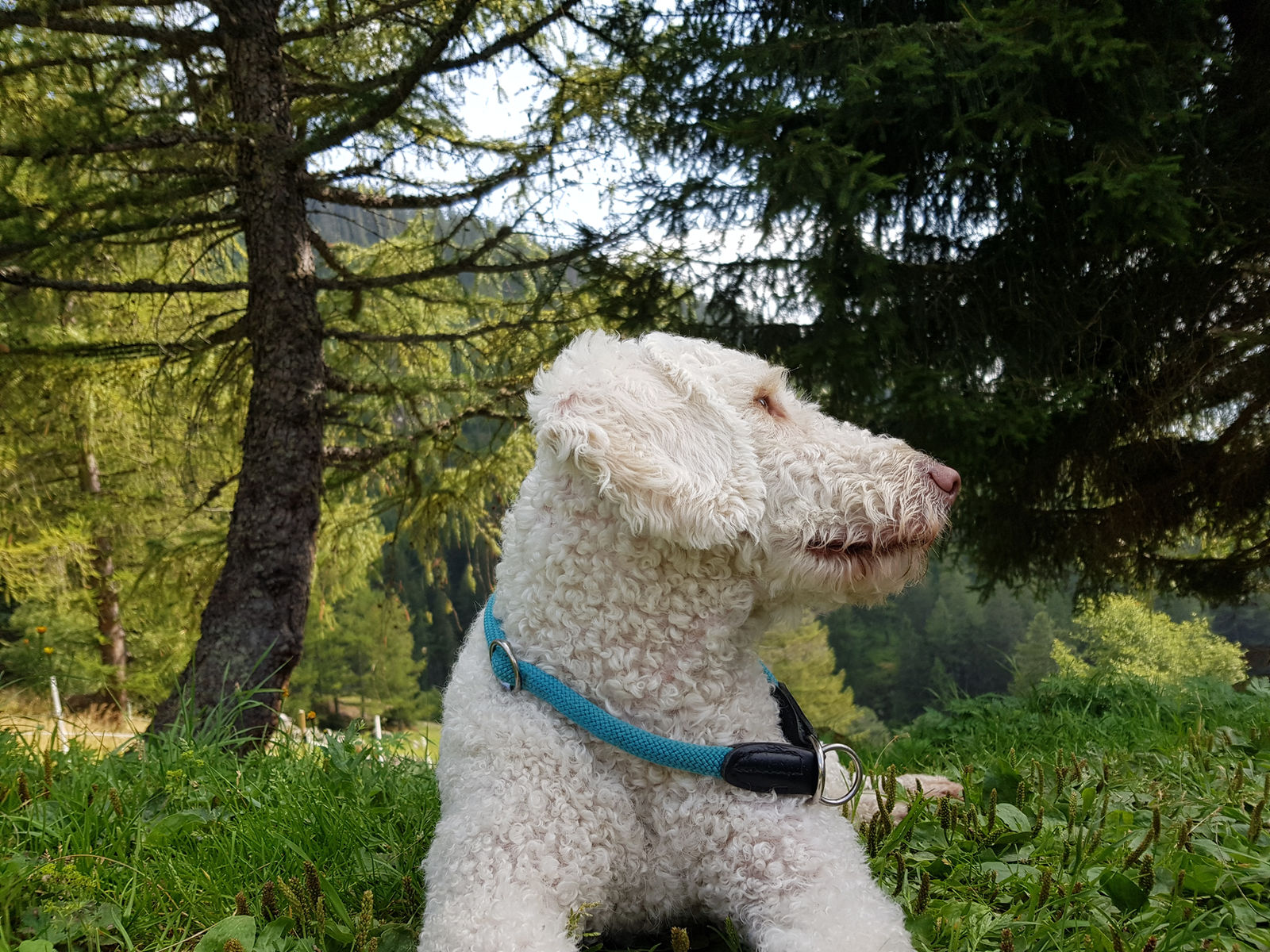 Weisser, dicht gelockter Spanischer Wasserhund sitzt im Profil im Gras vor Lärchen und Fichten, mit türkisfarbenem geflochtenem Halsband.